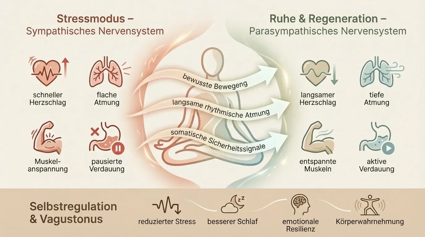 Infografik: Vom Stressmodus des sympathischen Nervensystems zu Ruhe und Regeneration durch bewusste Bewegung, rhythmische Atmung und somatische Sicherheitssignale – Selbstregulation und Vagustonus